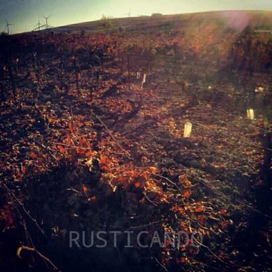 una gavilla en una viña en otoño en Las Tablas (Jerez, Cádiz)