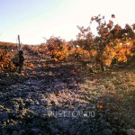 tierrra albariza en un viñedo