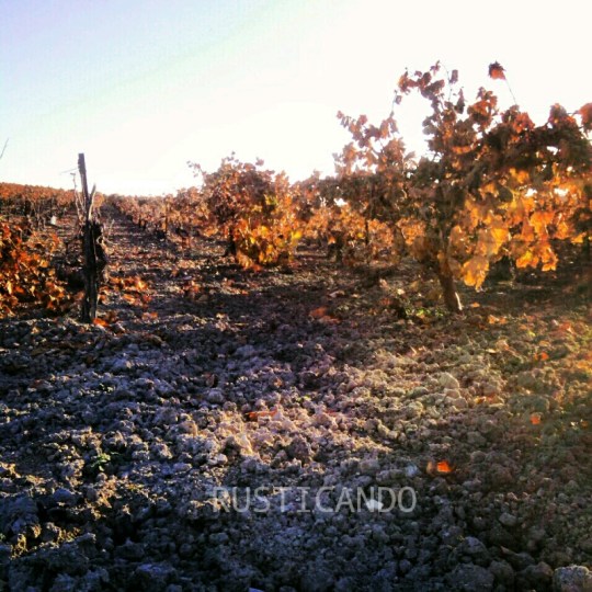 tierrra albariza en un viñedo