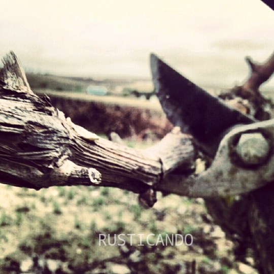 Poda en las viñas de Las Tablas, Jerez, Cádiz