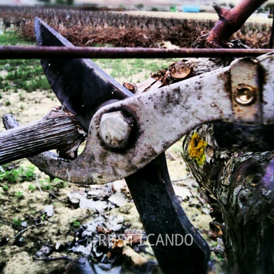 Poda en las viñas de Las Tablas, Jerez, Cádiz