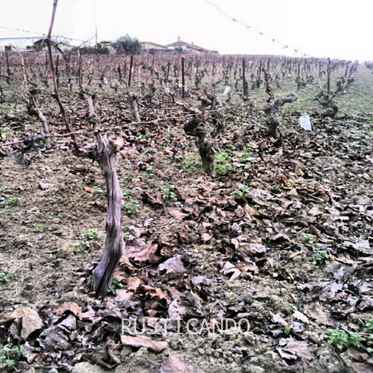 Rusticando: una viña en diciembre