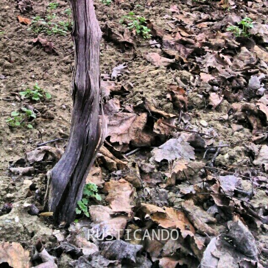 Rusticando : datalle de una viña en diciembre