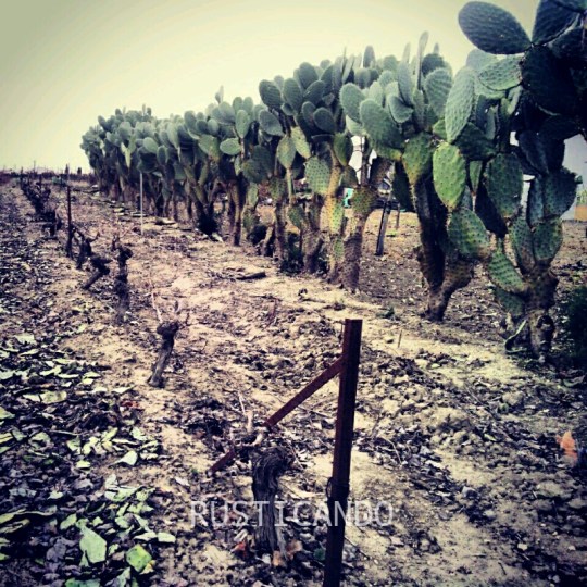 Viña_podada_chumberas