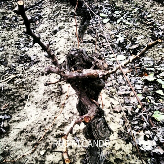 Cepa_palomino_tras_la_poda_