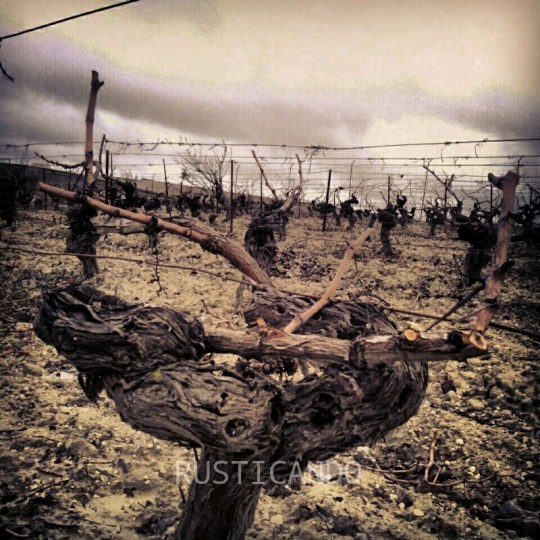 Cepa_palomino_tras_la_poda_