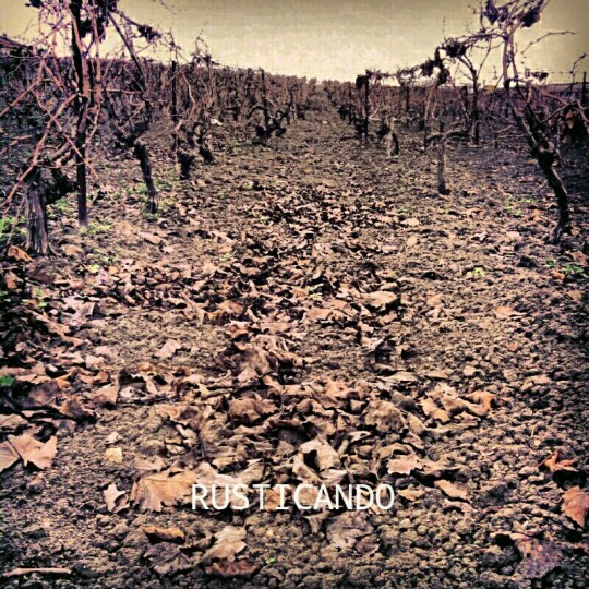 Rusticando: Una viña en invierno en las Tablas (Jerez, Cádiz)