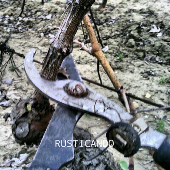 Poda en las viñas de Las Tablas, Jerez, Cádiz