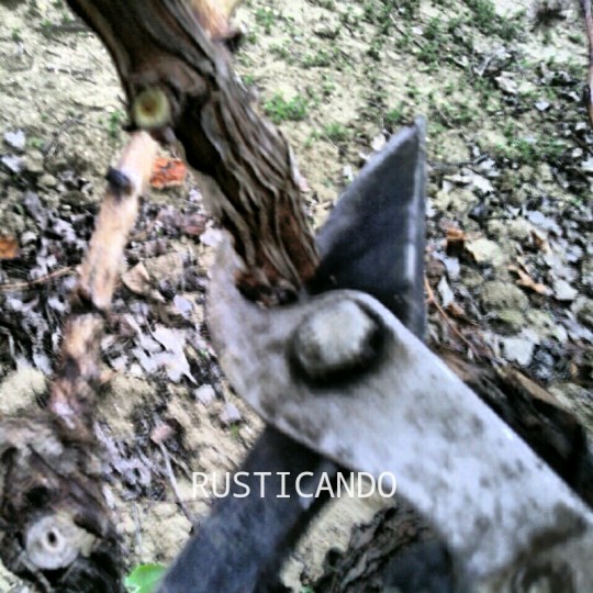 Poda en las viñas de Las Tablas, Jerez, Cádiz