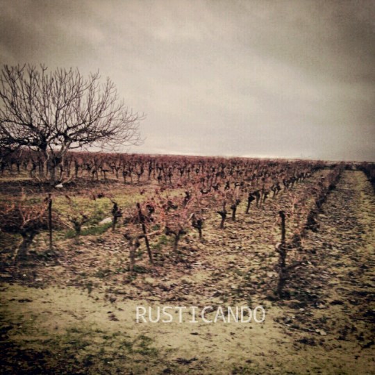 Viñedo para podar_esperando la poda