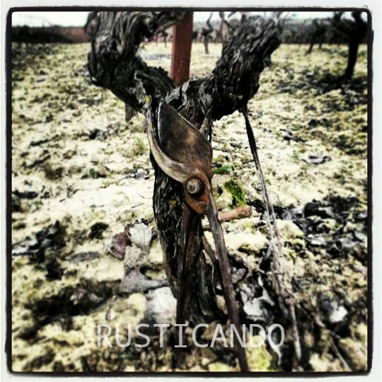 La altura de formación de una cepa podada a vara y pulgar. Estilo tradicional del Marco de Jerez. 