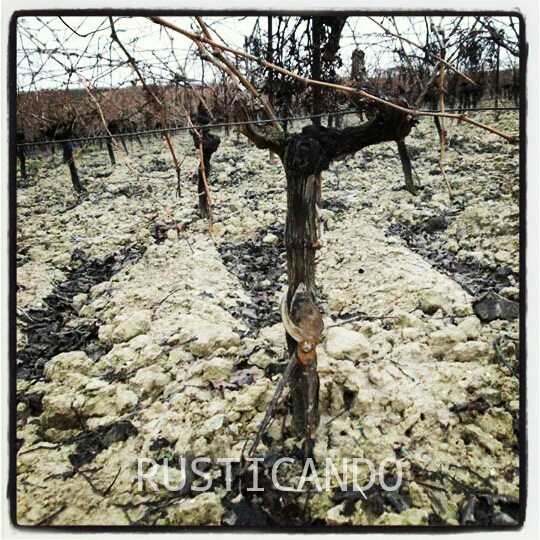 Altura de una cepa de recogida de uva mecanizada. Cepa en la Denominación de Origen Jerez Sherry.