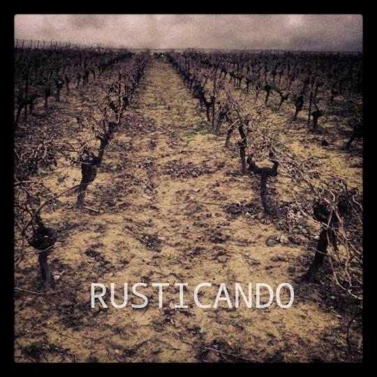 Viñedo en la denominacion de origen Jerez Sherry con la faena de la Serpia o Aserpia