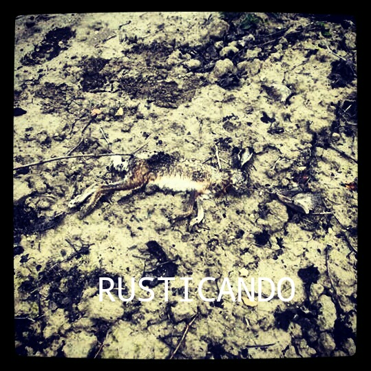 liebre de la provincia de cadiz en una viña