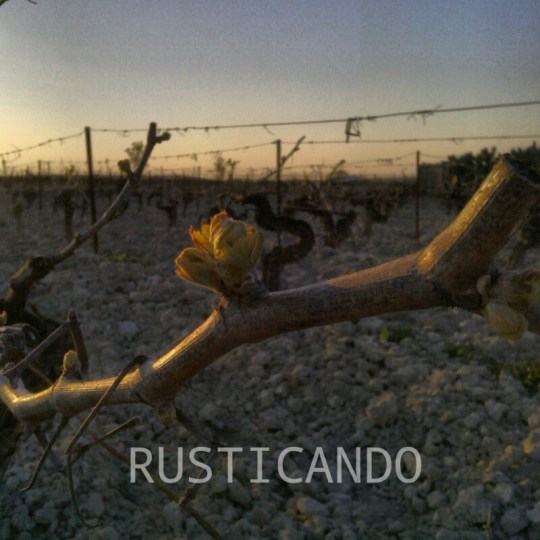 cepa palomino en jerez en primavera brotando las primeras yemas en las tablas.