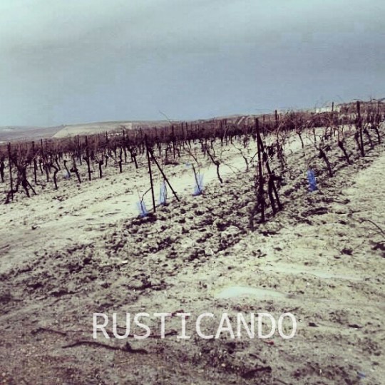 Imagen de una viña con la faena de la aserpia en jerez