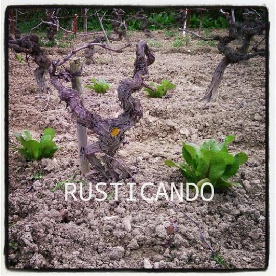 huerto mayeto viña palomino lechugas