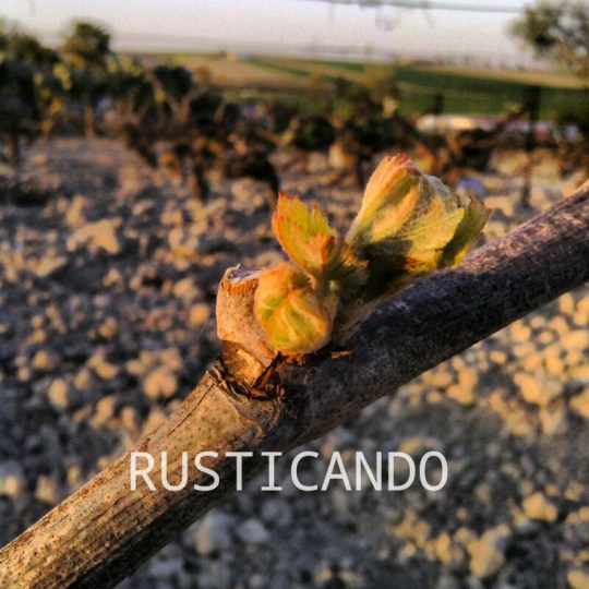 rusticando palomitas viña palomino jerez sherry 01