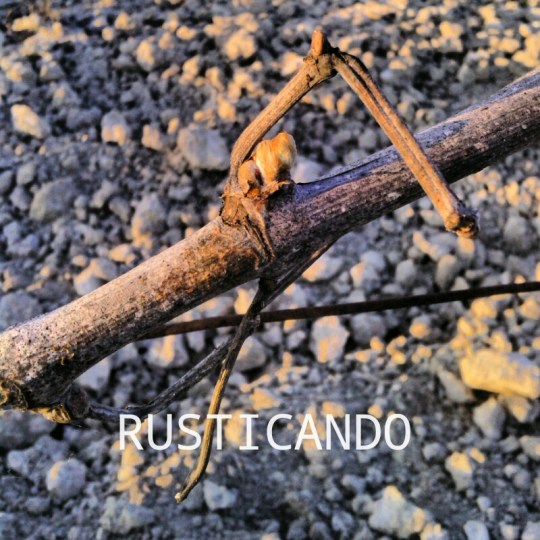 rusticando palomitas viña palomino jerez sherry 02