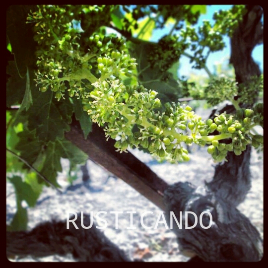 floracion cepa palomino jerez sherry