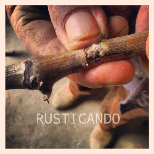 una injercion en yema en viña de la denominacion  jerez