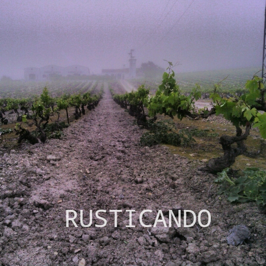 viña jerez sherry palomino poda a cordon 