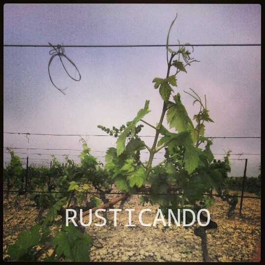 vara de uva viña jerez