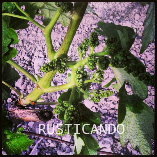 rusticando viña jerez sherry