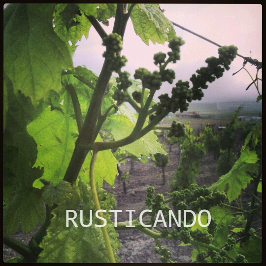 niebla en jerez hojas de parra palomino jerez sherry