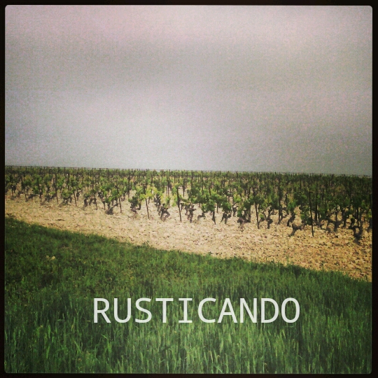 campo de cebada y viñedo en jerez sherry