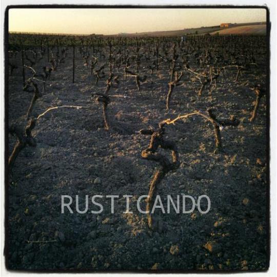 viñas al atardecer al principio de la primavera en cadiz