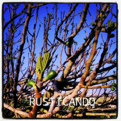 los higos van a apareciendo en la higuera en primavera en cadiz