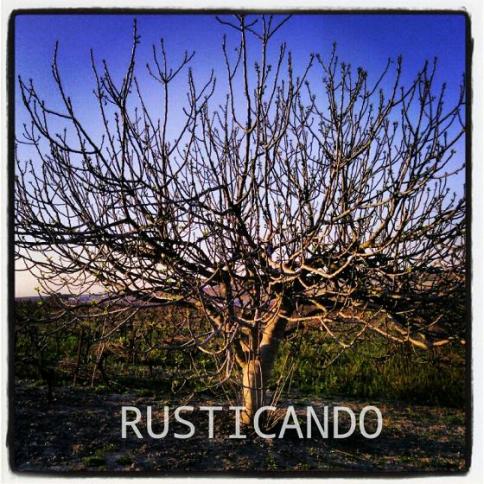 Una higuera en el mes de marzo en cádiz