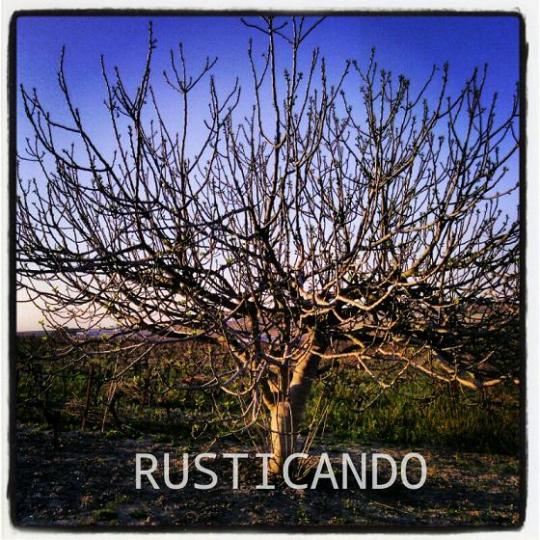 Una higuera en el mes de marzo en cádiz