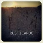 atardecer en una viña de la denominación jerez en primavera