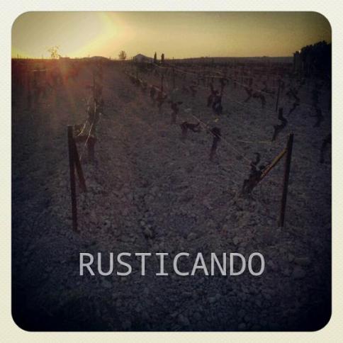 atardecer en una viña de la denominación jerez en primavera