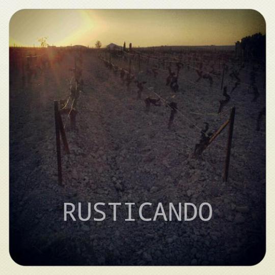 atardecer en una viña de la denominación jerez en primavera