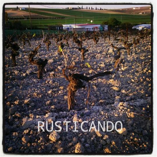 viña palomino en marzo en denominacion jerez sherry