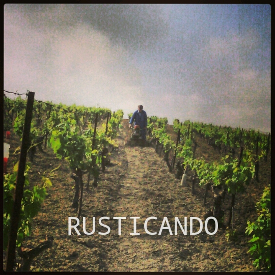 faenas de viña en jerez rusticando