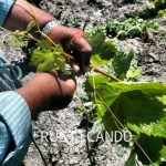 rusticando viñedo jerez sherry faenas