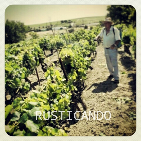 rusticando viñedo jerez sherry 