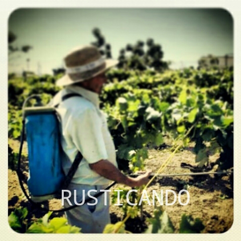 rusticando faena sulfatando la viña faena