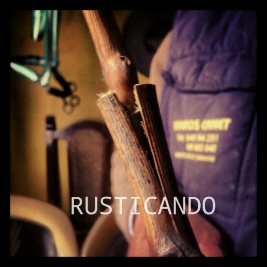 injerto de espiga cepa palomio jerez