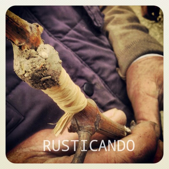 el injerto con su barro para que suelde bien en el patron injerto cepa palomino