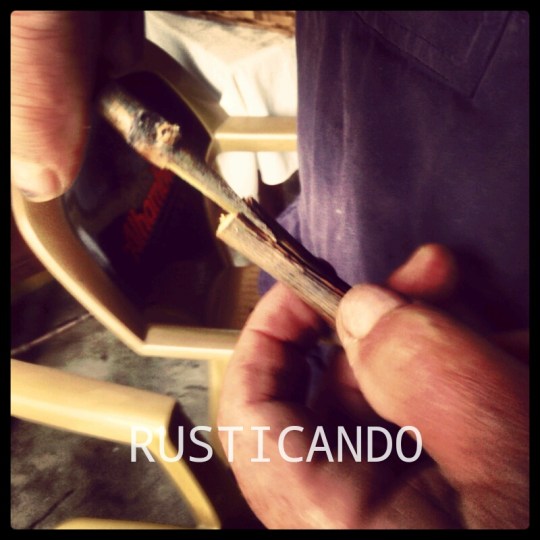 como hacer injerto de espiga cepa palomino jerez