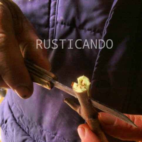 injerto de espiga jerez