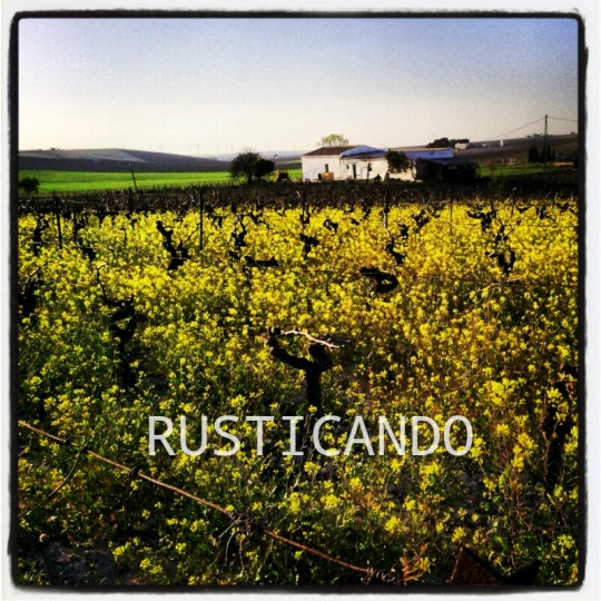 rusticando jaramagos en cadiz