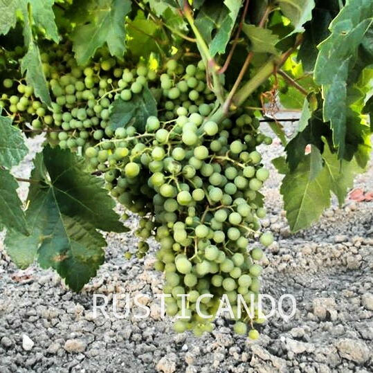 racimos-uva-palomino-junio