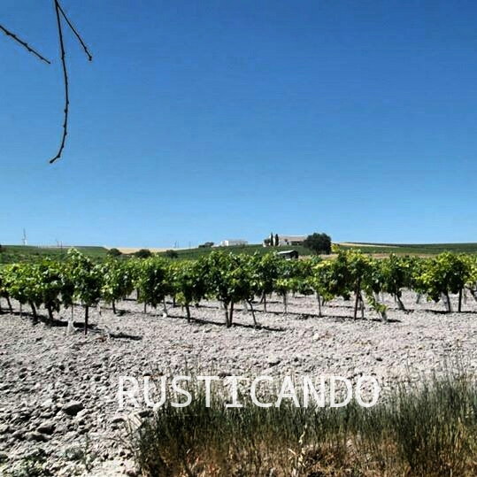 vista de una viña en la do jerez sherry en junio jerez superior