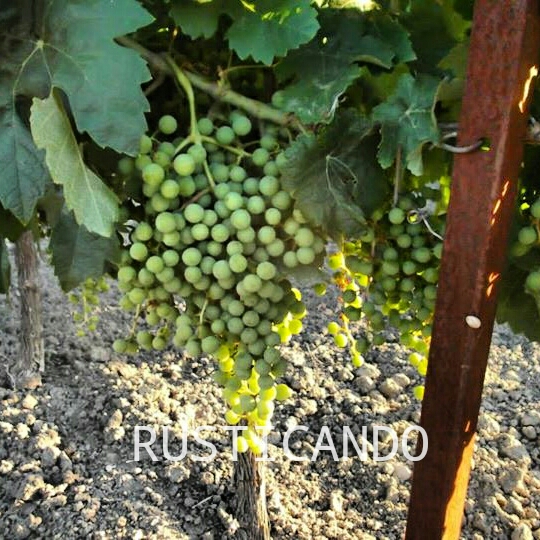 IMG_20140619_003739_wm